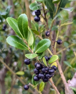 Ilex crenata 'Excelsa Schwoebel' is an upright evergreen in the Japanese holly family. Its slender, hardy form dense glossy medium green flat leaves makes it great for privacy hedging. But don't eat the berries - they're slightly toxic.