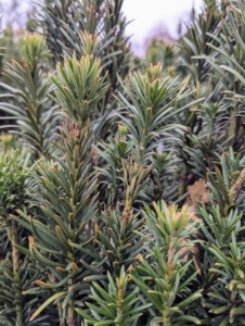 Cephalotaxus harringtonia 'Fastigiata' Cephalotaxus harringtonia, commonly called plum yew, is a dioecious coniferous evergreen that typically grows as a shrub up to 10 feet tall.