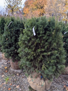 At Select Horticulture, there are lots of lush evergreen shrubs in all different sizes. It is nice to see such a well organized nursery. This one is called Taxus media 'Hicksii' - another excellent evergreen shrub for tall hedges or privacy screens. It is narrow when young and grows wider as it ages. It's also known as the Hicks Yew. I have these in my living maze.