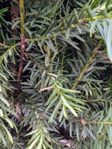 Taxus media 'Hicksii' has long, upright-growing branches with dense, glossy, green foliage.