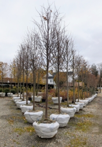 All the trees at Select Horticulture Inc. are meticulously wrapped and tied. Always look for well maintained root balls which are crucial for good transport, handling, and planting at its new location.