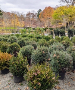 Every row of trees and shrubs is always neat, tidy, and every item is properly identified.