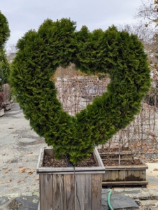 And close to the parking area greeting visitors in this charming heart-shaped Thuja occidentalis 'Emerald Green' Topiary. The next time you're in Pound Ridge, New York, or Lancaster, Massachusetts, be sure to visit Select Horticulture Inc. You’re sure to find something. And yes, this trip was successful. Wait and see what I brought home...