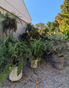 Many of the potted plants in this group spent the summer months at Skylands, my home in Maine. Because I do not have a large greenhouse at Skylands, they are transported back to my farm for the winter.