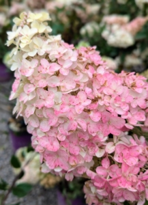 This is a Berry White Panicle Hydrangea, Hydrangea paniculata ‘Renba.’ It has strong, upright stems and large cone-shaped flower panicles. The flower color starts white in July then progresses to dark pink, beginning at the bottom and developing up to the top of the panicle.