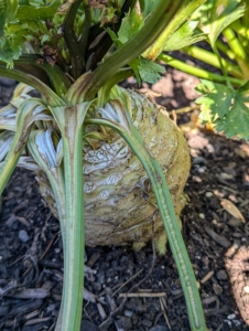 We did not pick the celeriac just yet. Celeriac is tolerant of a few frosts and can be left in the ground when it's cold.