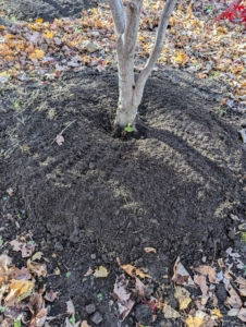 When mulching, start the layer about four to six inches from the trunk and spread it out wide. The mulch should be just a few inches thick, and not mounded directly around the trunk.