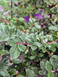 The foliage is gray green in spring and summer. This is Autumn Inferno Cotoneaster 'Bronfire.'