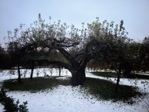 Snow fell around the apple trees, leaving patches of earth still exposed.