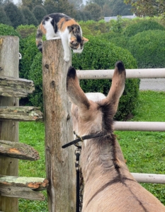 Cinco also loves to greet the donkeys in their enclosure, but don't worry, she keeps her distance for safety. Cats are naturally athletic and have many characteristics that contribute to their agility, speed, and impressive jumping ability.