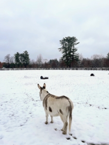 Jude "JJ" Junior, one of my five donkeys, is looking out onto the snow covered pasture. Donkeys are not as adaptable to the cold weather as horses, but my donkeys don't seem to mind the chill in the air or the snow under their hooves.