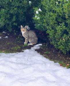 This is Mayo, also known as "May-May' - one of my two stable kittens. This is the first snow for the feline sisters, and while May May appears to be hiding under the boxwood here, it didn't take long before she was out exploring her winter wonderland.