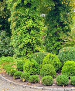 This year, I designed and planted a new boxwood garden in this front bed outside my greenhouse.