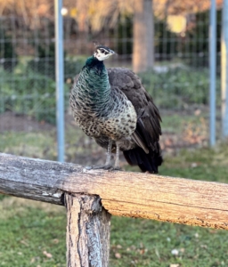 I keep all my birds in large, protected enclosures because of the predators that sometime wander through the property, such as coyotes. The birds feel safe in these spaces, but can view all the activities at the farm.