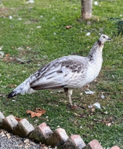 Peafowl are pretty tolerant of cooler weather also. Their feathering and ability to regulate body temperatures help them to stay warm. They do have a heated coop, where they can take shelter during unpleasant conditions.