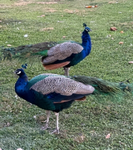 Peafowl are smart, docile and adaptable birds. They are also quite clever. It is not unusual for peafowl to come running when the food appears.