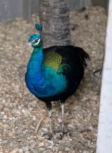 Because most of these birds have been raised here at the farm, they’re accustomed to the various noises.