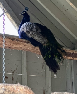 Like many birds, peafowl enjoy roosting at higher levels. In the wild, this keeps them safe from predators at night.