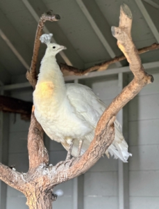 And look closely at its feet. A peafowl’s legs are very strong. They have three toes on each foot facing forward, and one facing backwards. They also have sharp, powerful metatarsal spurs that are used for defense. Also, as they develop, males will tend to have longer legs than females.