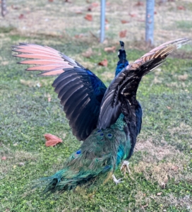 And although they are large and quite heavy for birds, peacocks can fly, but not for very long periods of time or for long distances.