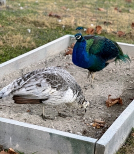 Peafowl are ground feeders. They do most of their foraging in the early morning and evening. As omnivores, they eat insects, plants, grains, and small creatures.