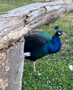 As beautiful as peafowl are, they don’t make very melodious sounds. Peafowl have 11 different calls, with most of the vocalizing made by the peacocks. And, with their sharp eyesight, peafowl are quick to see predators and call out alarms. Oftentimes, I can hear them from across the farm.