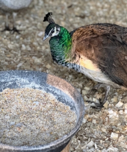 I also give my peafowl a special game bird food mix fortified with vitamins and other nutrients.