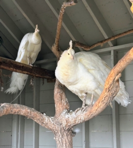 White peacocks are the result of leucism or albinism. While leucistic white peacocks are far more common than albino peacocks, both types are rare.