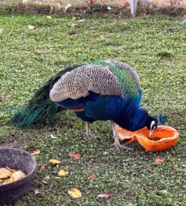 I give all the birds fresh produce every day. This peacock is snacking on a newly opened pumpkin.