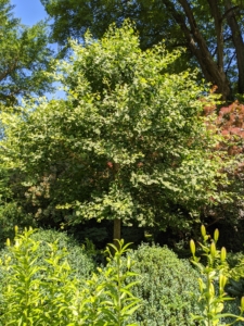 The ginkgo biloba is one of the most distinct and beautiful of all deciduous trees. The ginkgo has a cone-like shape when young, and becomes irregularly rounded as it ages.