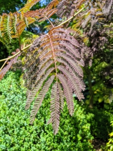 It has beautiful bronze-green, fern-like leaves appearing in late spring and then a deeper rich chocolate-burgundy color in summer. It shows off delicate, pink, pincushion-like blooms later in the season.