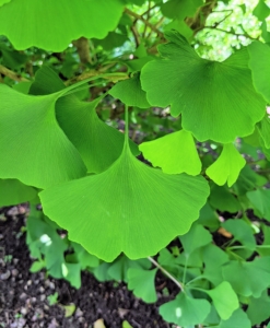 In June, it’s filled with beautiful bright green foliage.