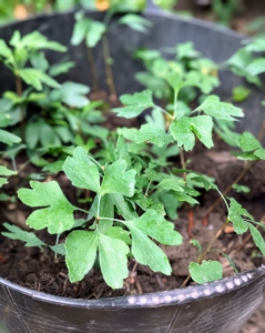 In September, I gathered the new ginkgo seedlings that started growing near their parent tree outside my Summer House. I repotted them so they could be nurtured in one of my greenhouses until they are transplanted in more permanent locations. It's a cycle of growth, fruiting, abscission of leaves, and then dormancy for the mighty ginkgo.