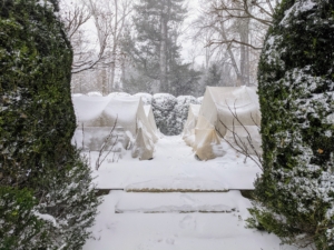 Winter officially starts in 33-days, just a little more than a month from now. This is what the garden looks like when all the sensitive European boxwood is covered in protective burlap. The tall American boxwood is wrapped in netting, so the branches do not splay under heavy snowfall.