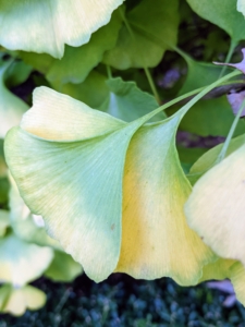 Here are some leaves as they started to change color. The leaves are unusually fan-shaped, up to three inches long, with a petiole that is also up to three inches long. This shape and the elongated petiole cause the foliage to flutter in the slightest breeze.