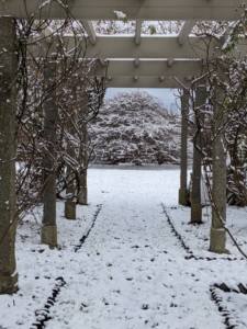 This is the snow covered ground through the mid section of my long pergola. The uprights for this pergola are antique granite posts from China – originally used as grape supports. They’re perfect as posts because they don’t rot over time like the wood overhead.