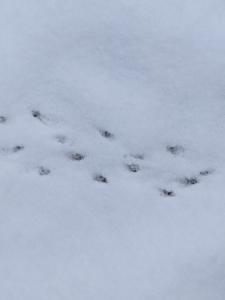 Footprints in the snow... I wonder what little creature left them.