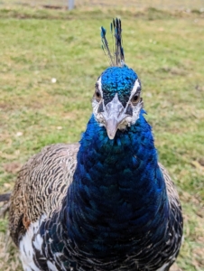 Peafowl will look at you in the eye; however, if you stare at them or seem aggressive in your body movements, these birds will feel threatened. Talking softly and keeping eyes averted tells them you are not a predator.