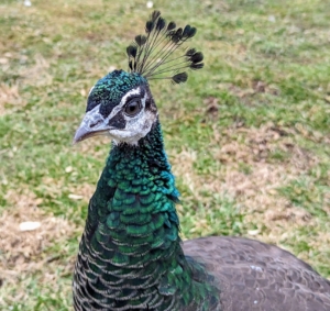 Both male and female peafowl have a fan-shaped crest on their heads called a corona. It may take up to one year for a corona to reach full size.