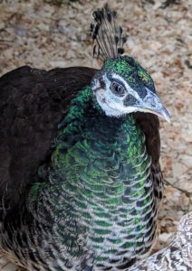 Peacocks and peahens are alert and curious animals - can't sneak up on any of them.