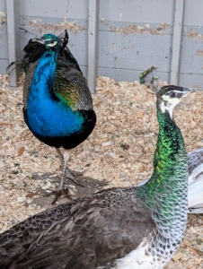 Peafowl have acute hearing, but can be poor at discerning from what direction certain sounds originate.