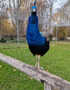 In all I have 16 peafowl – juveniles and adults. I also have three peachicks. Within a year, peacocks are almost completely mature. Two year olds resemble adult males, but their tails are still short and need time to develop. They become sexually active around the age of three. Peahens develop faster than peacocks and can mate as early as one.