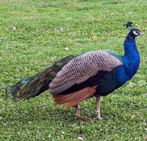 Peafowl are members of the pheasant family. There are two Asiatic species – the blue or Indian peafowl native to India and Sri Lanka, and the green peafowl originally from Java and Burma, and one African species, the Congo peafowl from African rain forests. Here is one of my blue peacocks – it is no longer breeding season, so his tail is short. It will grow full feathers again next spring when mating season starts.