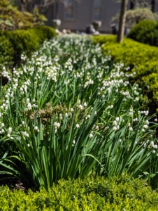 It's a different look in spring. In April, the beds are filled with Leucojum vernum – the spring snowflake, a perennial plant that grows between six to 10 inches in height.