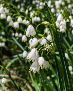 The plant produces green, linear leaves and white, bell-shaped flowers with a green edge and green dots. Don’t confuse them with Snowdrops – those bloom much earlier. The Snowflake is a much taller growing bulb which normally has more than one flower per stem.