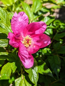 This is the time the first tree peonies start to open. Tree peonies are larger, woody relatives of the common herbaceous peony, growing up to five feet wide and tall in about 10-years. They are highly prized for the prolific blooms.