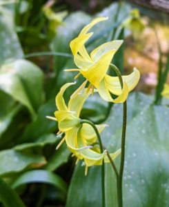 It's also when we see trout lilies open in this garden. This is ‘Pagoda Dogtooth.’ It produces up to 10 clustered, 12-inch arching stems that bear yellow, nodding flowers with reflexed petals.