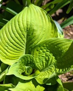 And here, all the hostas start to unfurl. Hostas are a perennial favorite among gardeners. The lush green foliage varying in leaf shape, size and texture, and their easy care requirements make them ideal for many areas.