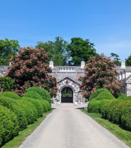 This is a section of my long 450-foot Boxwood Allée. It runs from my stable all the way to the carriage road that leads to my hayfields and woodlands. It is so lush and green. I take very special care of these specimens.