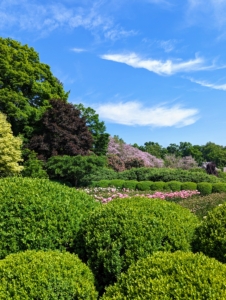 These boxwood shrubs surround my herbaceous peony garden.